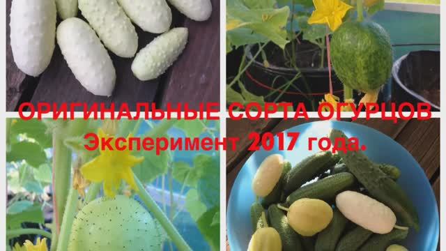 ОРИГИНАЛЬНЫЕ сорта ОГУРЦОВ_ ЦИТРОН, ЧУПА-ЩУПС, БЕЛЫЙ АНГЕЛ. Эксперимент 2017 года.