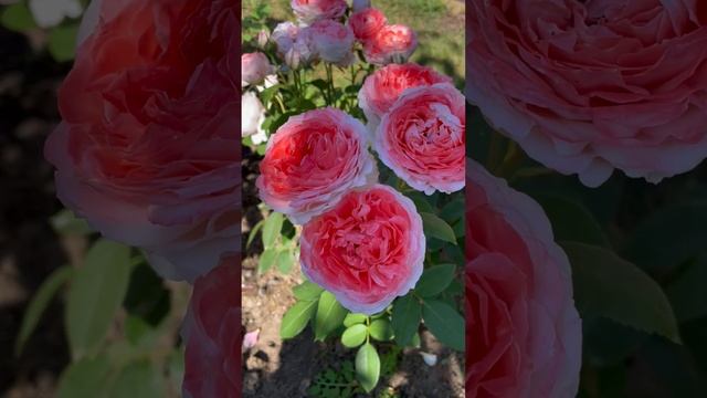 Японская розочка «Принцесса Сакура»