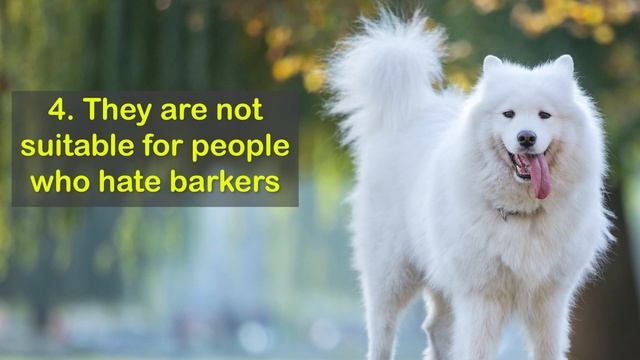10 REASONS To Get A Samoyed Dog 🤍