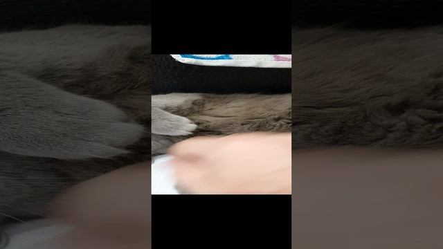 Кот