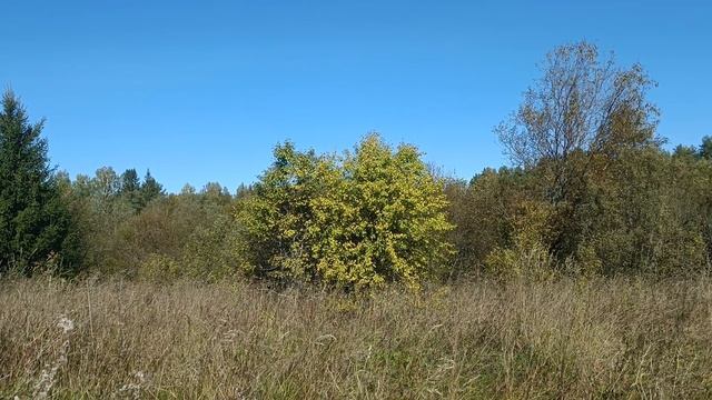 участок в д. Кобенёво, Тверская область.