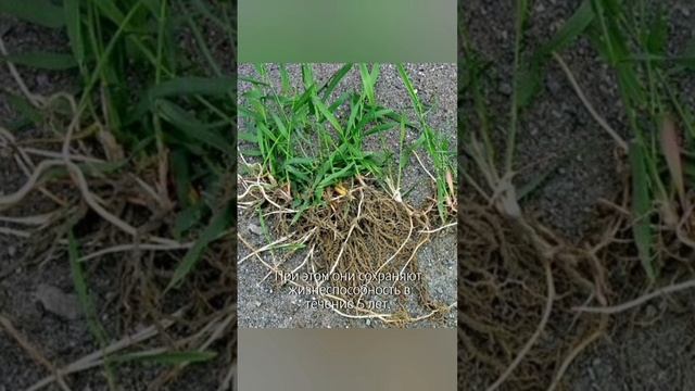 Пырей ползучий: как бороться #сельскоехозяйство #агроном #фермер #сорняки #farm #farming