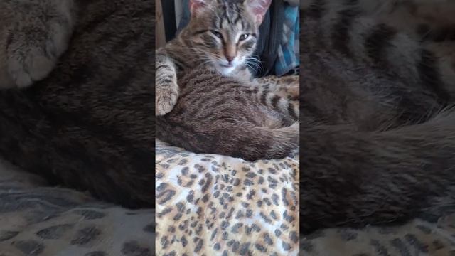 Котёнок умывается