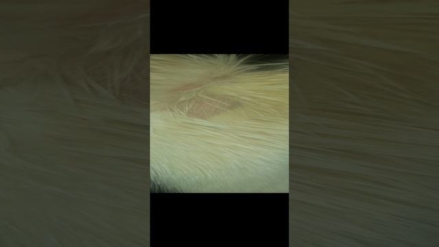 результат лечения трихофитии