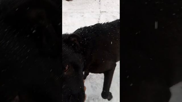 блек