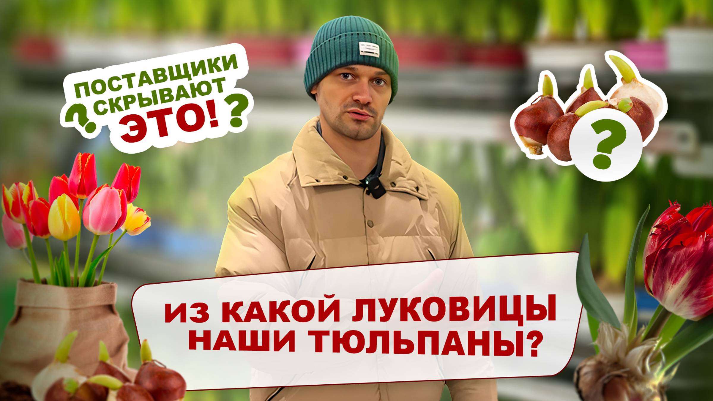 Из какой луковицы наши тюльпаны? 🌹ПОСТАВЩИКИ СКРЫВАЮТ ЭТО!