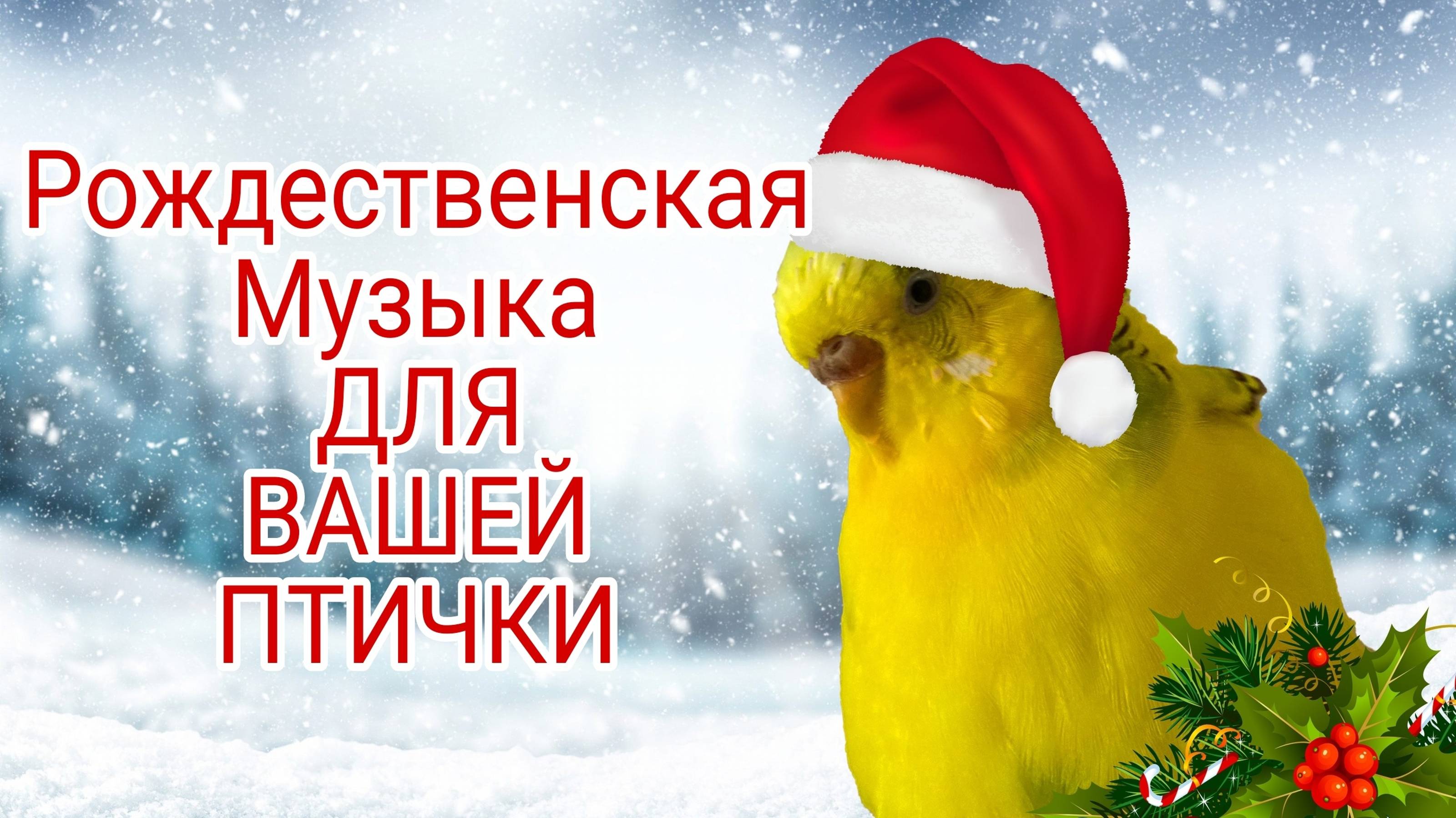 РОЖДЕСТВЕНСКИЕ ЗВУКИ ВОЛНИСТЫХ ПОПУГАЕВ! 1 ЧАС ВЕСЕЛОГО НОВОГОДНЕГО ПЕНИЯ ПОПУГАЕВ!