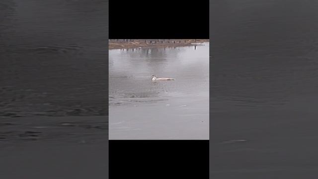 лебеди на пруду 🦢🦢🦢
