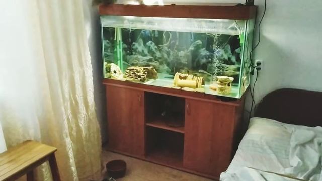 цирк, да и только!