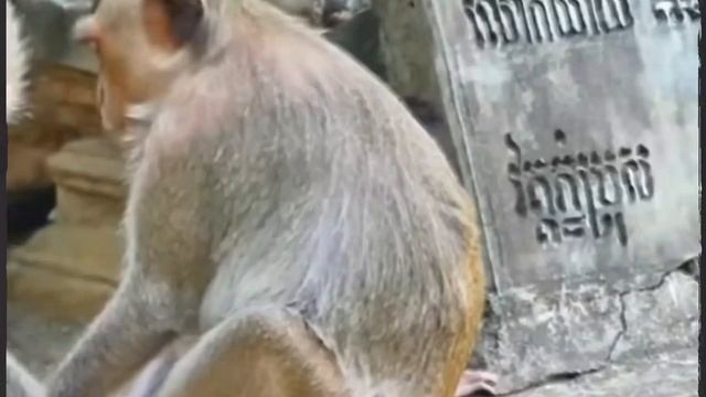 Неугомонный Baby Monkey ч. 1