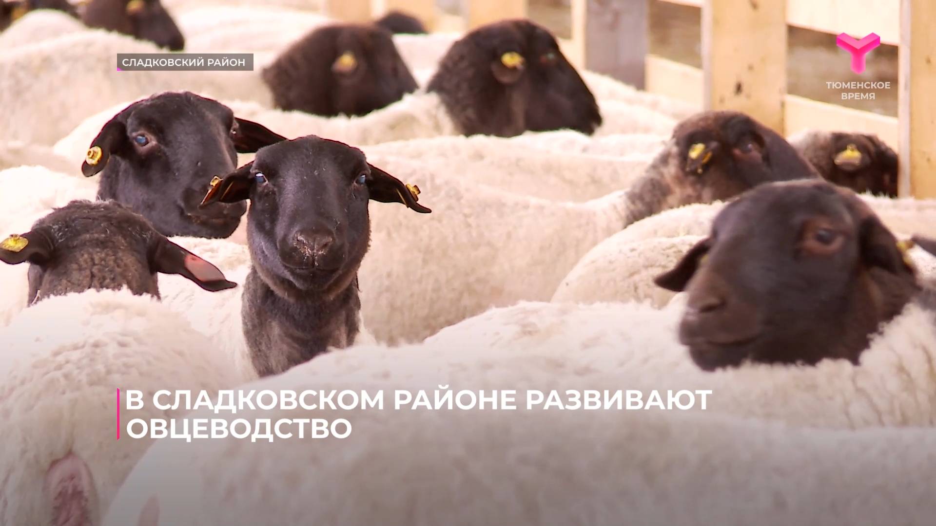 В Сладковском районе развивают овцеводство