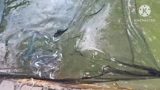 Виды осетровых, гибриды Ленка и Рукалу отличия
