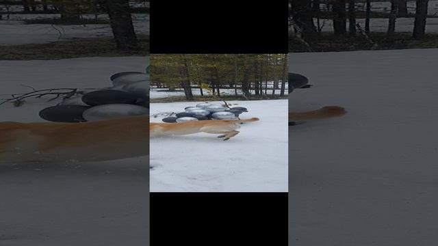 Веселый лабрик!!!🐶