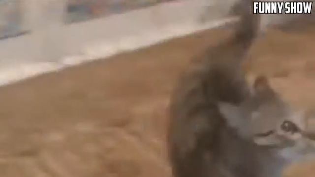 ТЕСТ НА ПСИХИКУ КОТ ЗАСМЕЁТСЯ ИЛИ УЛЫБНЕТСЯ - лайк и подписка!
