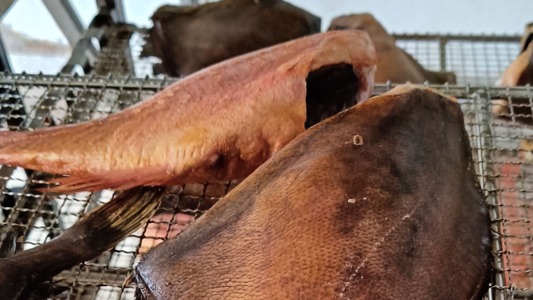 Лакомый кусочек Рыба на любые запросы #лакомыйкусочек