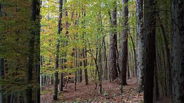 Здравствуй, осень. 25.10.23.