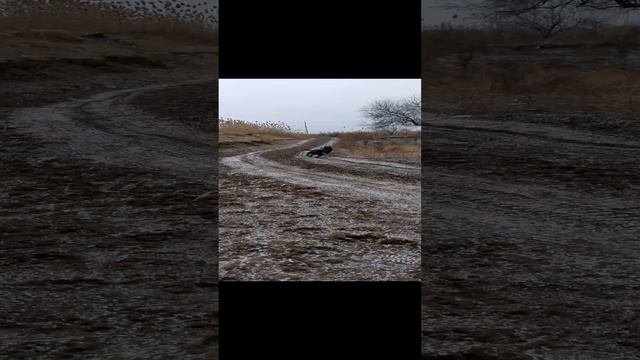 черныши