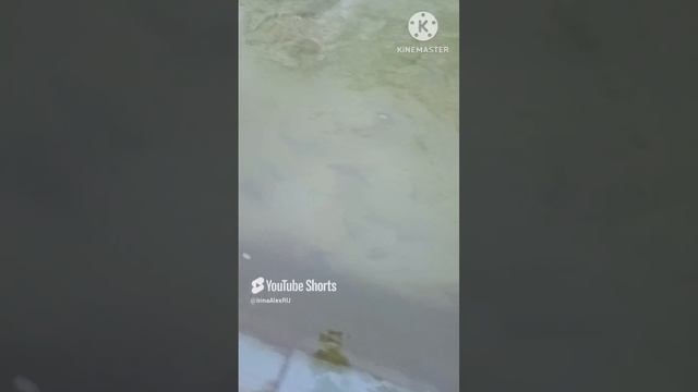 Осётр форель стерлядь в пруду