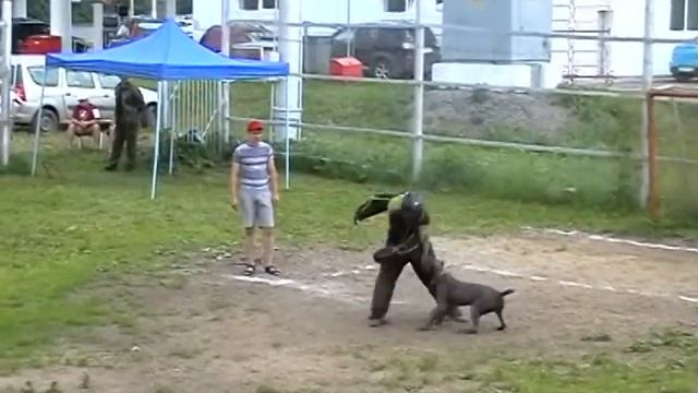 Сулла Счастливый Кемерово 28.06.2014 г. - 7
