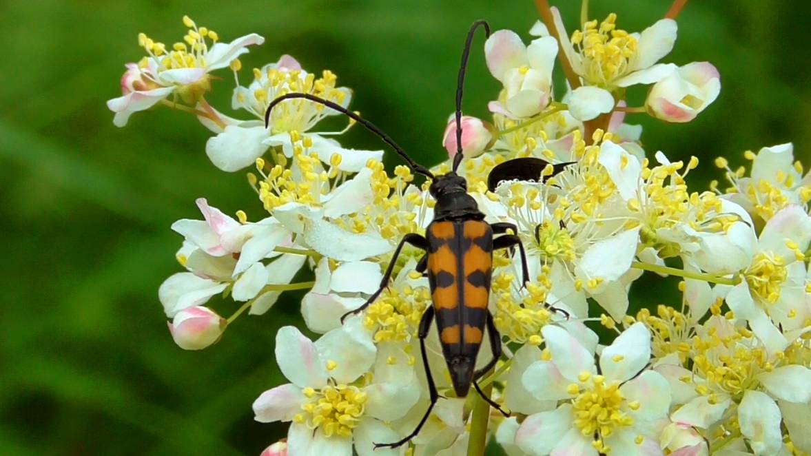 Странгалия четырёхполосная
