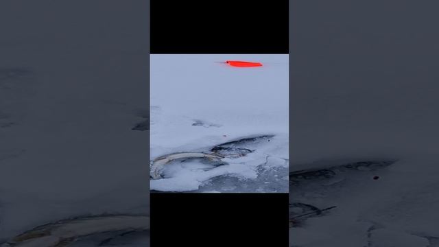 23-12-2024 Не успел выставиться ,поставил одну и она тут же сработала ,Щучка на грамм 500 👍💪🔥🔥