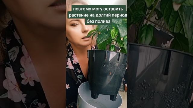 Обзор Пиковой Дамы. Горький перец