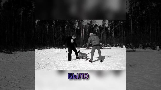 Было-Стало. Бельгийская овчарка, малинуа.