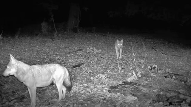 Видео фотоловушки 🐺🐺