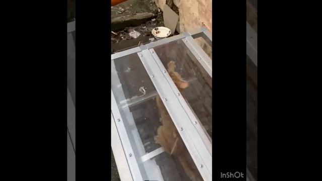 В - волонтер