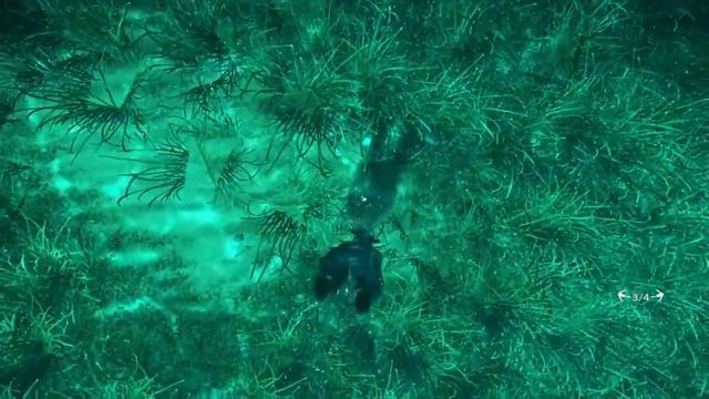 Just Cause 3 killing deers and swimming in a lake