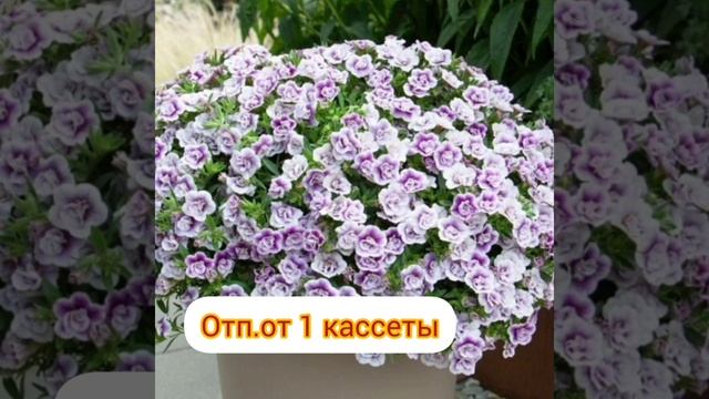 Укорененные черенок петунии,калибрахоа, вербена