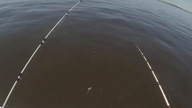 Hybrid striper fishing