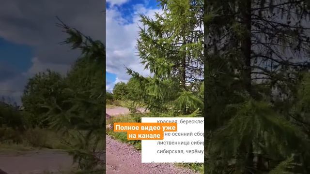 Сбор семян лиственницы сибирской. Сроки, лайфхаки