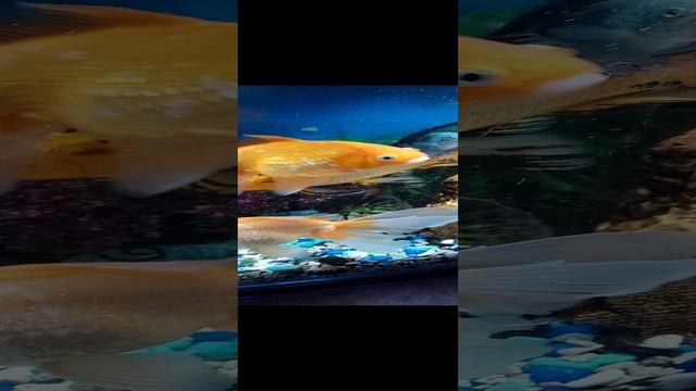 VID_20241224_144400.mp4рыбки