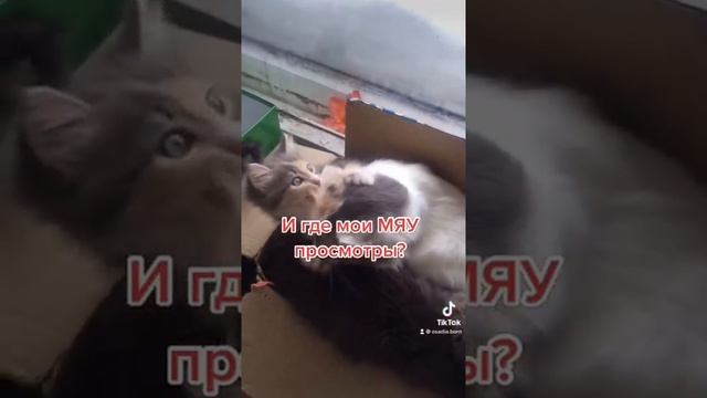 Часто видите мои видео?