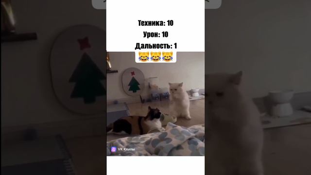 котыыыыы!!!