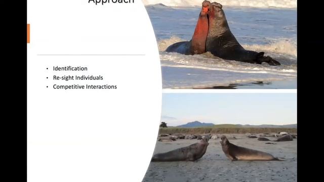 Noyo Center Science Series: Exploring the Secret Language of Elephant Seals with Caroline Casey