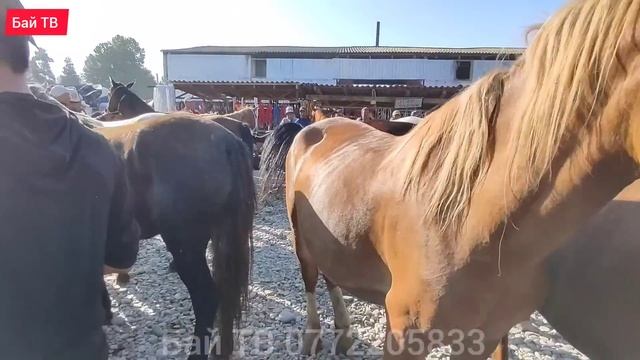 БЭЭ БАЙТАЛ ТАЙ БААЛАРЫ  #байтв