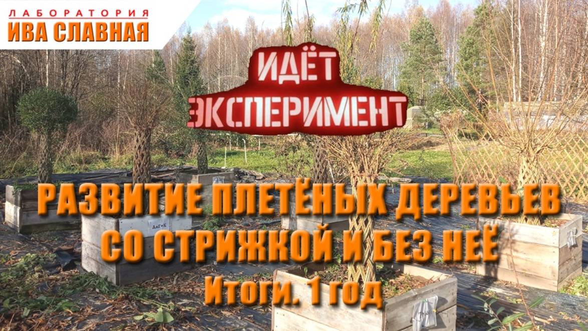 Лаборатория Ивы Славной: РАЗВИТИЕ ПЛЕТЁНЫХ ДЕРЕВЬЕВ СО СТРИЖКОЙ И БЕЗ НЕЁ. Итоги 1 год (20.10.2024)