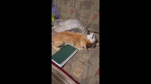 Кот. Фокс и Кос.