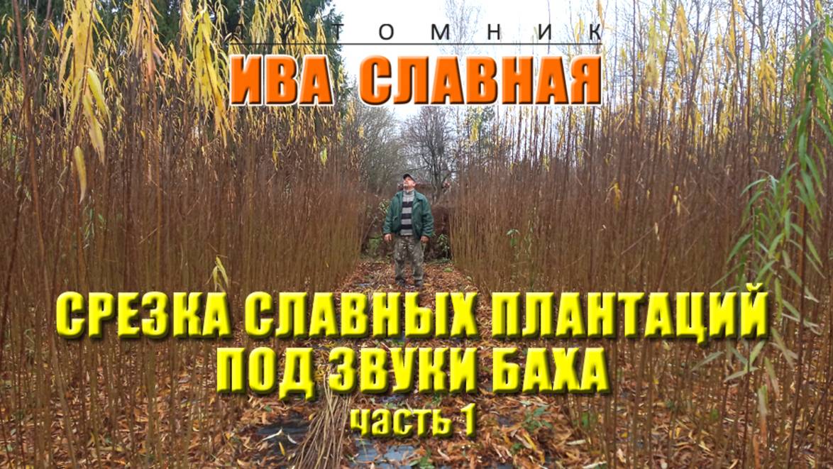 Ива Славная: Срезка славных плантаций ивы под звуки Баха. Часть 1 (23.10.2024)