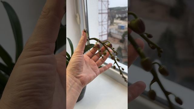 Грозди бутонов
