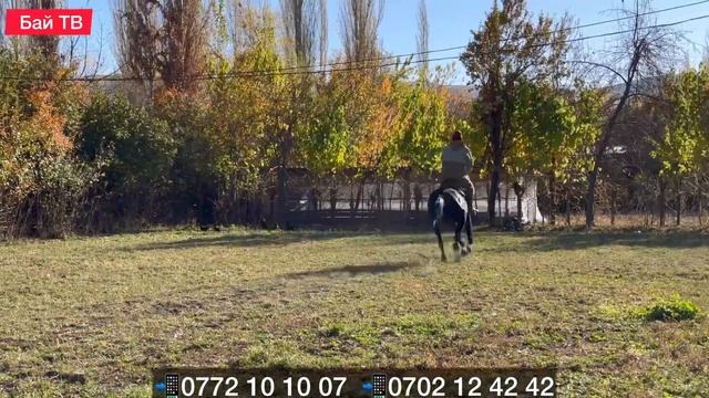 КАРА СҮЛҮК АРЗАН БААДА  #байтв