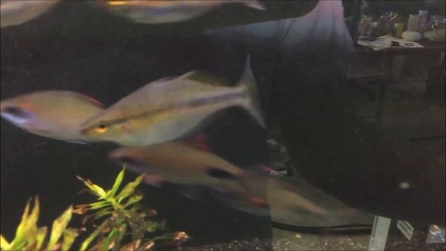 Dawkinsia Assimilis Mascara Barbs and Melanotaenia Goldiei Dekai Rainbowfish Profile