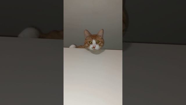 Мой кот зовут Феликс