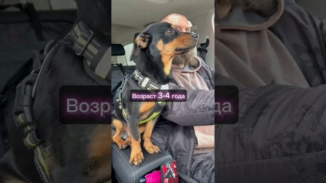 Яша - идеальный спутник! В Новом Году быть домашним ему 👍 #помощьбездомнымживотным