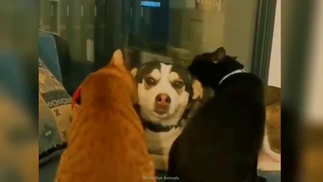 смешные моменты часть 2 🤭🤭🐱🐶
