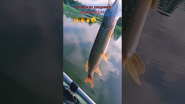 Щука  на 16200 кг.  Упсс ошибка, ⏸️⏮️1620 кг. #щуканаблесну #щуканавоблер #рыбалка