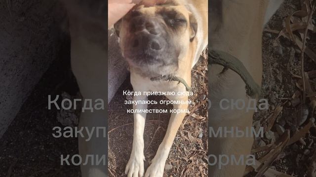 ЭВКАЛИПТОВЫЙ ПЛЯЖ