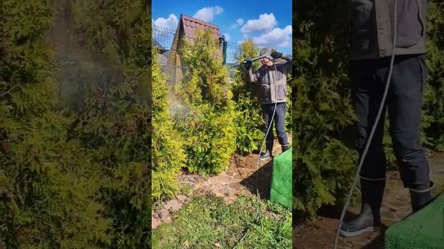 Чистка туй керхером